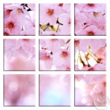 Kwiaty wiśni (T5)