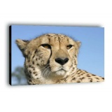 Gepard